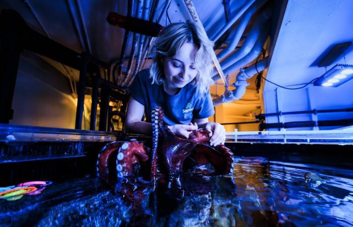 Immersioni nell’Acquario del Quebec | La stampa