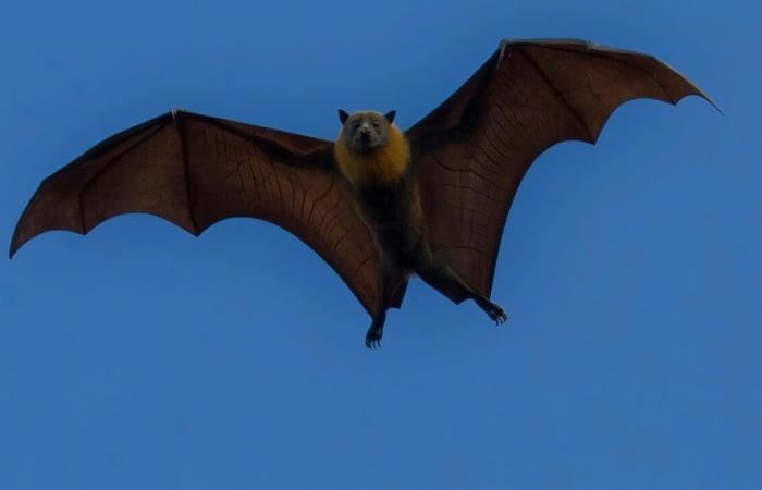 “Si è svegliato con un pipistrello nella sua stanza”: un bambino è morto di rabbia in Ontario, Canada