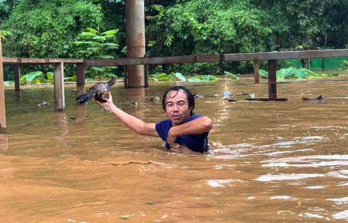 La Thailandia si mobilita per salvare gli elefanti vittime delle inondazioni