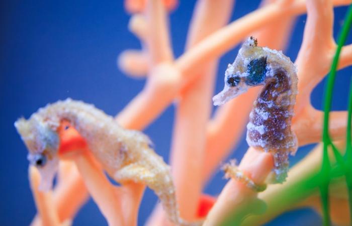 Immersioni nell’Acquario del Quebec | La stampa