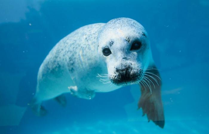 Immersioni nell’Acquario del Quebec | La stampa