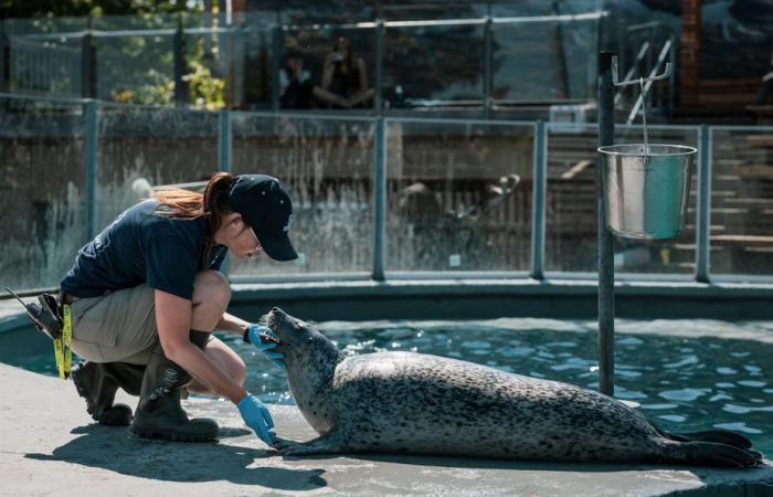 Immersioni nell’Acquario del Quebec | La stampa