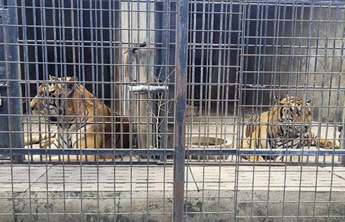 Influenza aviaria: decine di tigri morte negli zoo del Vietnam – LINFO.re