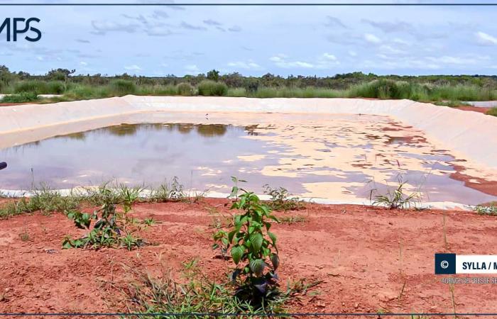 SENEGAL-ECONOMIA / Acquacoltura a Tambacounda: l’amministratore delegato di ANA al capezzale di un settore in declino – Agenzia di stampa senegalese