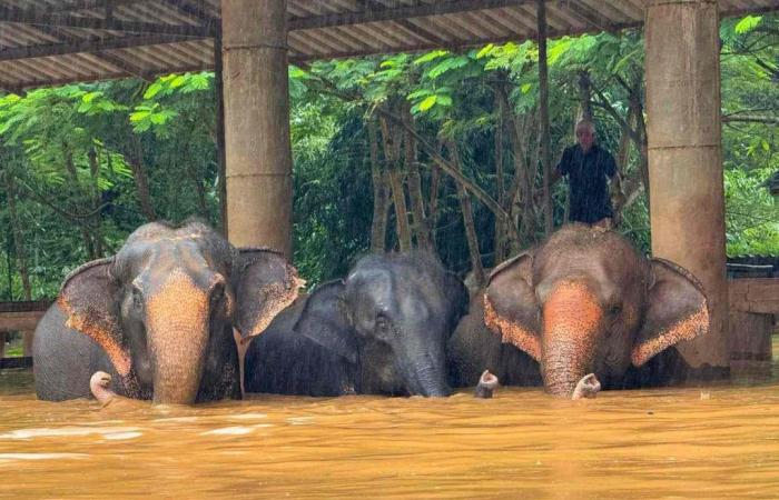 La Thailandia si mobilita per salvare gli elefanti vittime delle inondazioni