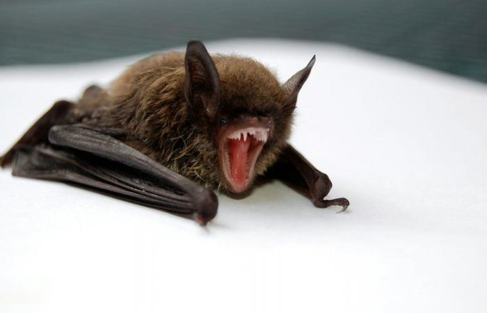 Si è svegliato con un pipistrello nella sua stanza: un bambino muore di rabbia in Canada