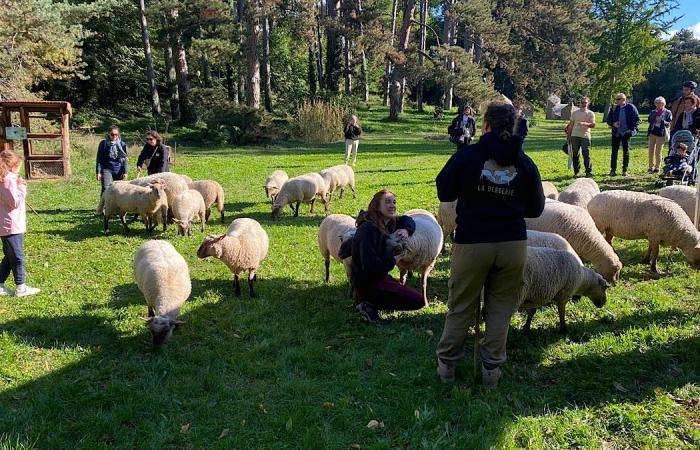 Transumanza della Grande Lione: le pecore arrivano in città