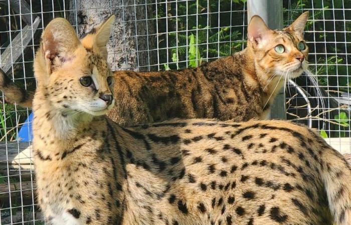 “Più piccolo, ma veloce come un ghepardo”: un serval in fuga provoca un bello spavento a Lanaudière