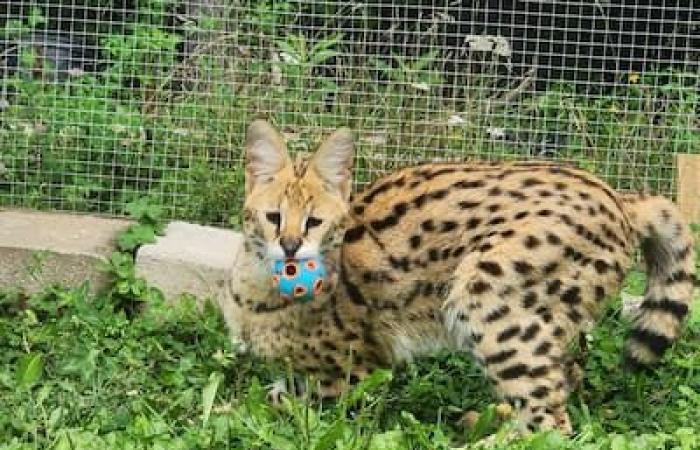 “Più piccolo, ma veloce come un ghepardo”: un serval in fuga provoca un bello spavento a Lanaudière