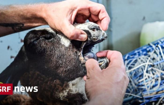 La febbre catarrale si diffonde in Svizzera – Attualità