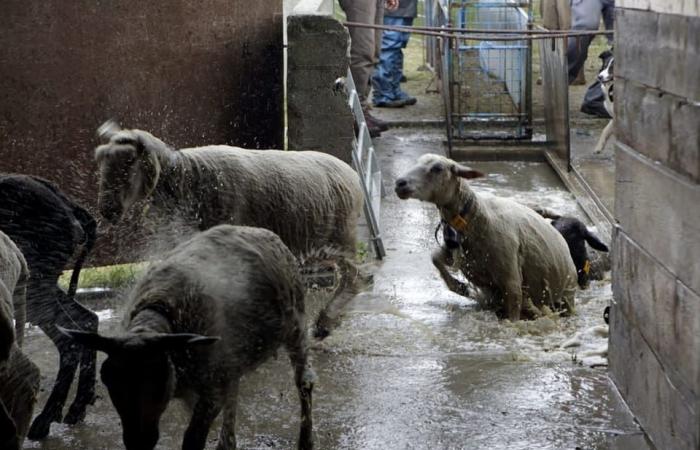 La febbre catarrale si diffonde in Svizzera – Attualità