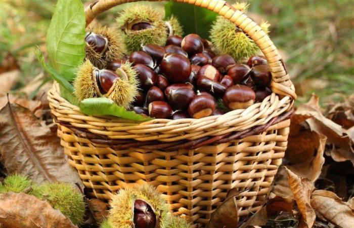 Dove e come raccogliere le castagne nella Svizzera romanda? – rts.ch