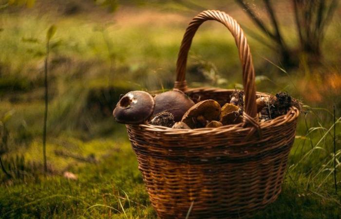 Funghi: in Svizzera troppi rischiano