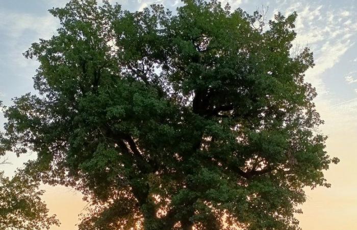 Il Festival dell’Albero torna a Duran per una 19a edizione festosa e impegnata