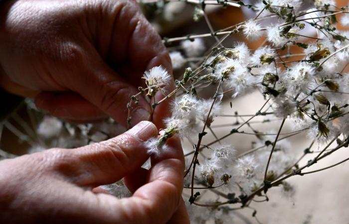 Giardinaggio: raccogli i tuoi semi per il prossimo anno