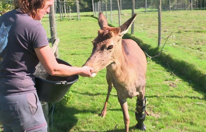 INSOLITO. Nella locandina del film “Bambi”, un cervo salvato dall’eutanasia grazie a una protesi