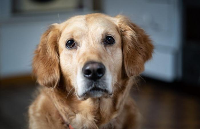 un eroico cane guida aiuta il suo padrone ferito