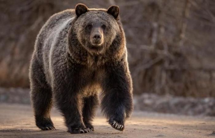 Slovacchia: un uomo che raccoglieva funghi ucciso da un orso