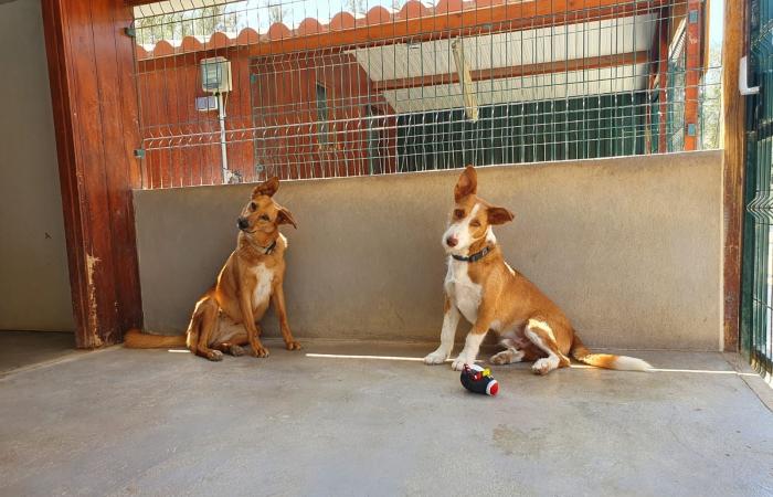 La Giornata internazionale degli animali libera il rifugio pionieristico dell’Algarve da anni di incertezza