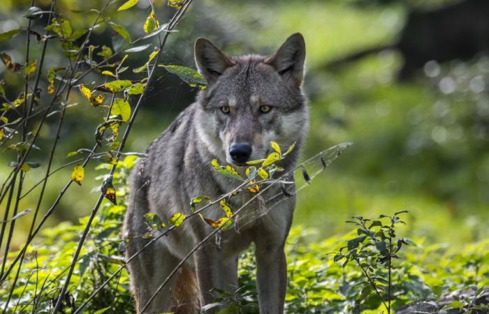 l’attacco è avvenuto nel centro del villaggio, vicino a un parco giochi