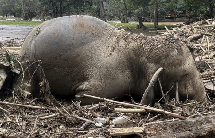 due elefanti annegano a Chiang Mai