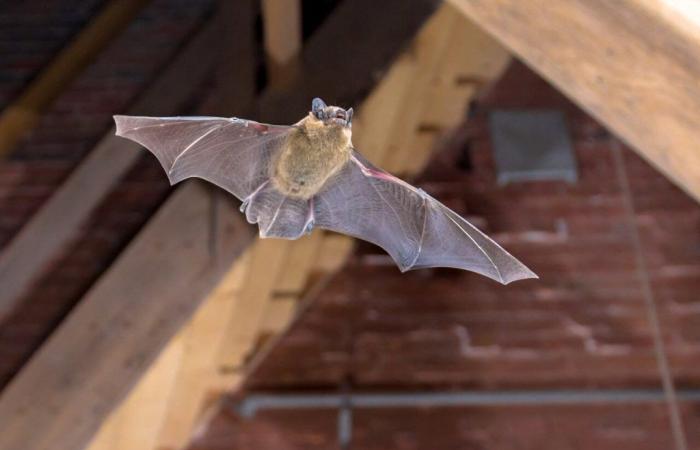 c’era un pipistrello nella sua stanza