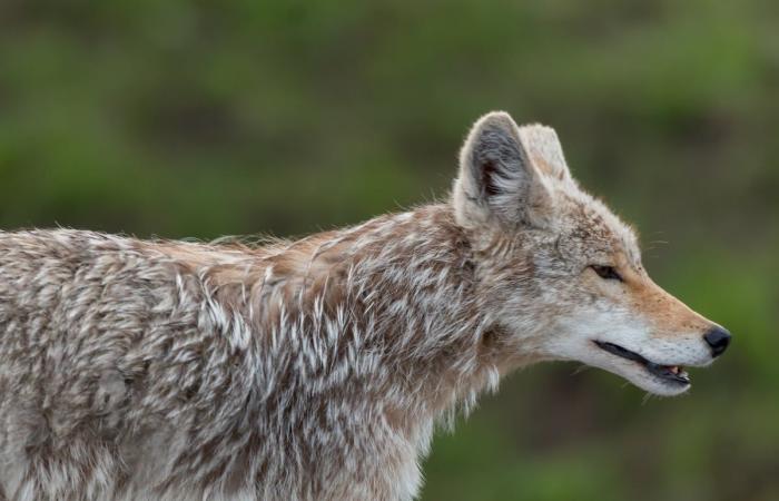 Sì, ci sono più coyote (ma siamo noi quelli che si avvicinano)