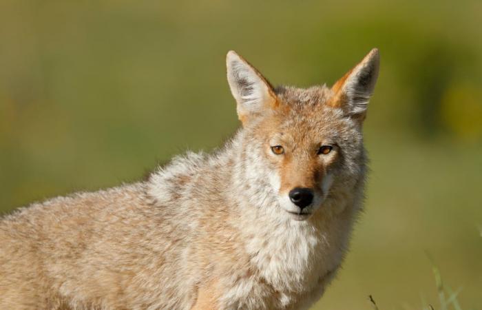 Sì, ci sono più coyote (ma siamo noi quelli che si avvicinano)