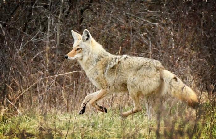 Sì, ci sono più coyote (ma siamo noi quelli che si avvicinano)