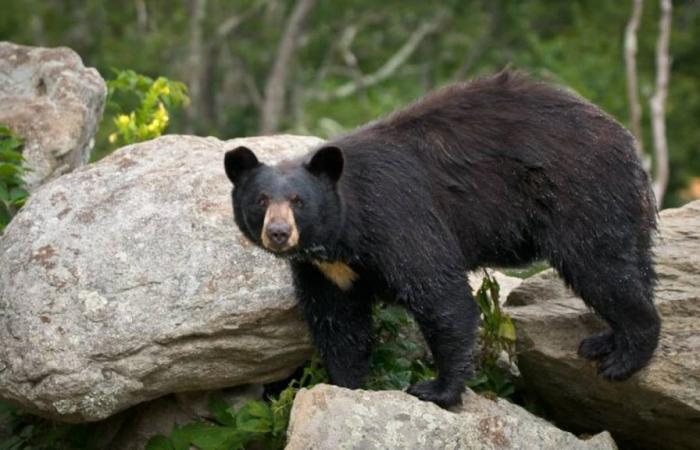 Orso e tre cuccioli attaccano un uomo in una casa in Colorado