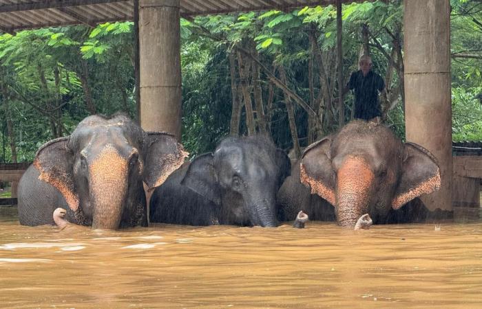 Circa 100 elefanti salvati sfuggono a inondazioni improvvise nel popolare santuario nel nord della Thailandia, due uccisi durante l’evacuazione