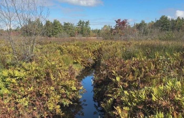 La vegetazione, un’alleata nel ripulire una vecchia miniera d’oro