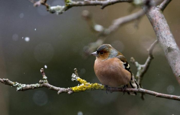 Più di 93.000 uccelli registrati all’EuroBirdwatch in Svizzera