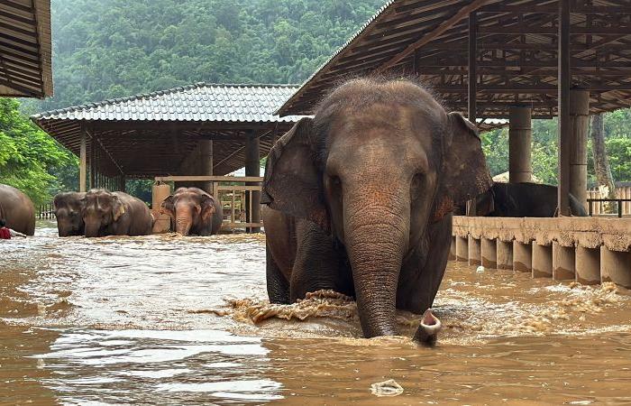 Circa 100 elefanti salvati sfuggono a inondazioni improvvise nel popolare santuario nel nord della Thailandia, due uccisi durante l’evacuazione