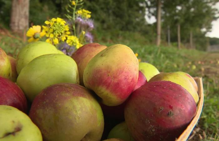 Alberi da frutto. Perché andare in lungo e in largo per scoprire ciò che la natura può offrirci ovunque?