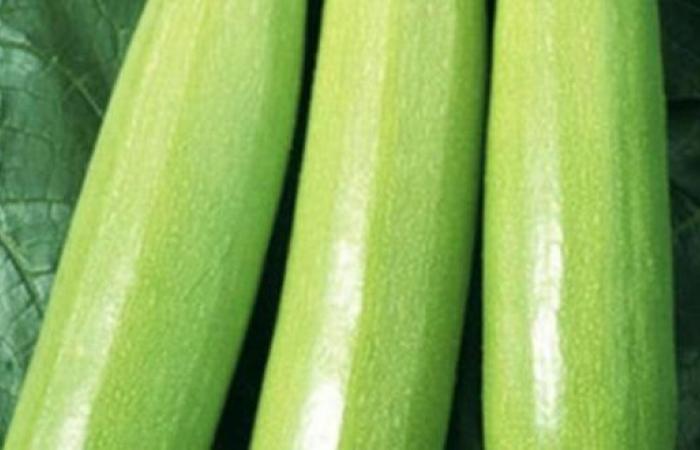 Il prezzo di vendita delle zucchine esplode al rialzo – AgriMaroc.ma