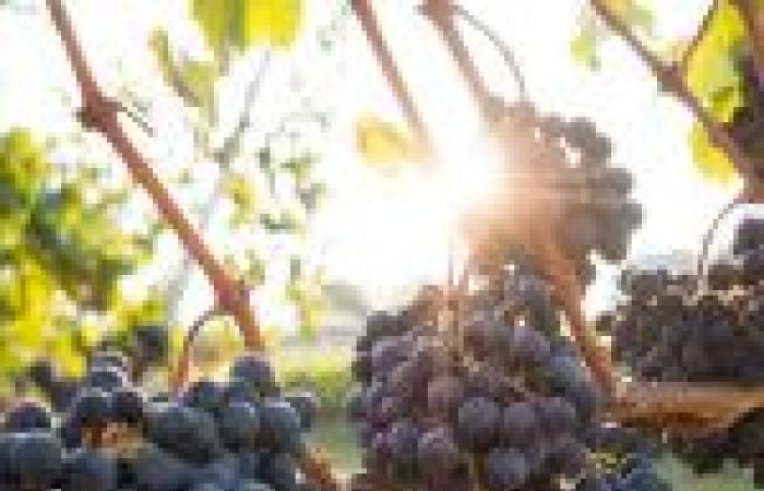 Parigi per gli amanti del vino: i nostri buoni indirizzi e consigli