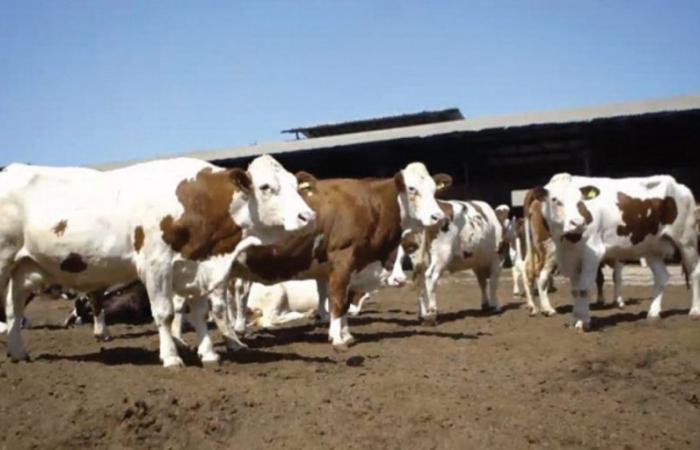 Settore lattiero-caseario: obiettivi ambiziosi per la fecondazione bovina