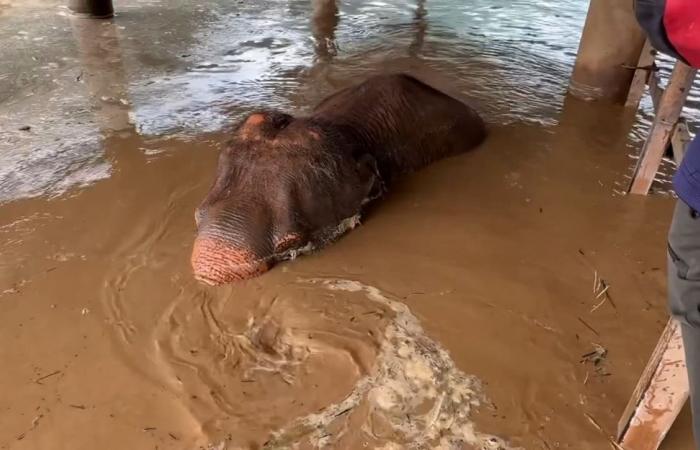 Circa 100 elefanti salvati sfuggono a inondazioni improvvise nel popolare santuario nel nord della Thailandia, due uccisi durante l’evacuazione