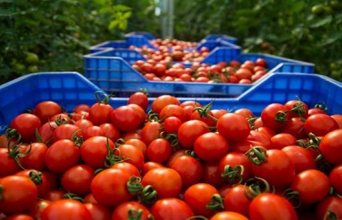 Il prezzo dei pomodori raggiunge nuovi livelli in Marocco