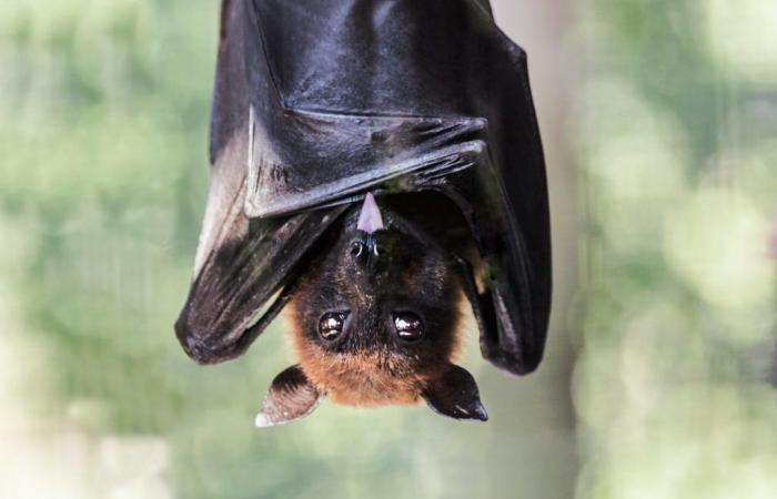 “Un pipistrello nella sua stanza”: un bambino perde la vita in modo atroce ed estremamente raro