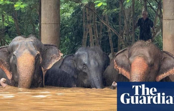 Gli elefanti salvati annegano mentre una forte inondazione colpisce il centro turistico tailandese Chiang Mai | Tailandia