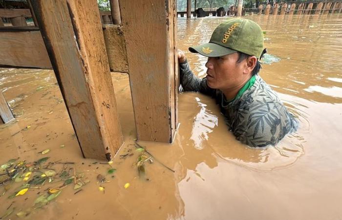 Salvataggio degli elefanti in Tailandia