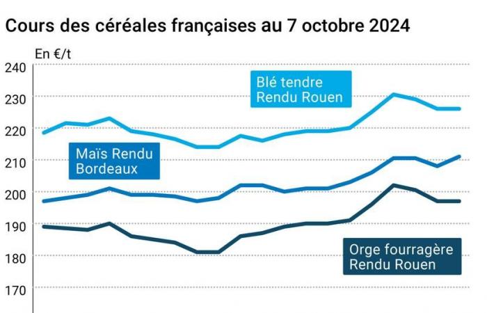 COTidienne | Cereali – I prezzi del grano tenero aumentano leggermente sulle scadenze a lungo termine, poiché la domanda internazionale è evidente