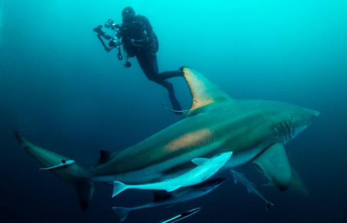 Turista americano mangiato da uno squalo mentre era in vacanza in Indonesia