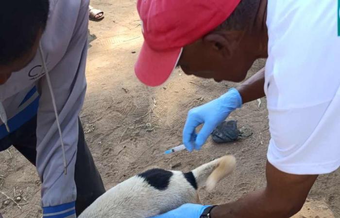 CANI RANDAGI – Preoccupante epidemia di rabbia