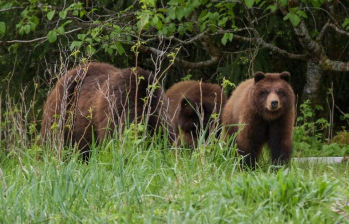 I cacciatori di Juneau raccontano dell’attacco di un orso bruno che ne ha lasciato uno malconcio, ma vivo