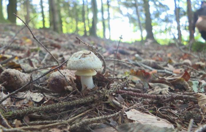 Fungo del cappello mortale: pericolo di vita a causa di avvelenamento da funghi – antiveleno non disponibile