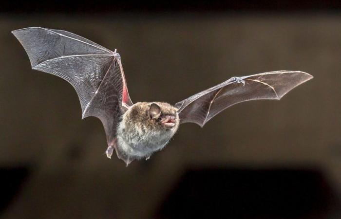 Rabbia rilevata nei pipistrelli – Canton Glarona