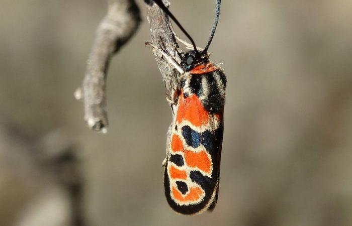 Una fruttuosa gita a Lépi’ per l’associazione naturalistica del Gard